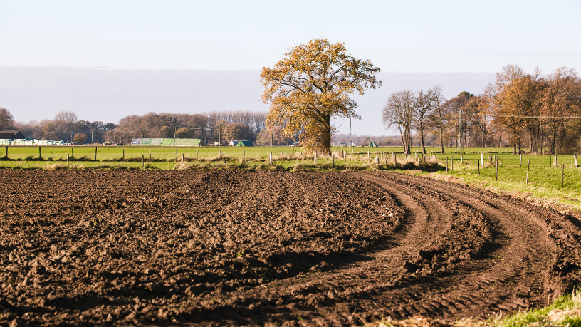 Agropecuária Grama Roxa Ltda